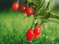 1 Live Plant Goji Berry Starter Plug Lycium barbarum Fruit