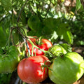 Beefsteak Tomato Seeds 500 Pack Heirloom Non-GMO Vegetable Solanum lycopersicum