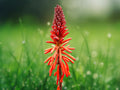 25 Seeds Kniphofia Uvaria Red Hot Poker Torch Lily Perennial Drought Tolerant Hummingbird Flower