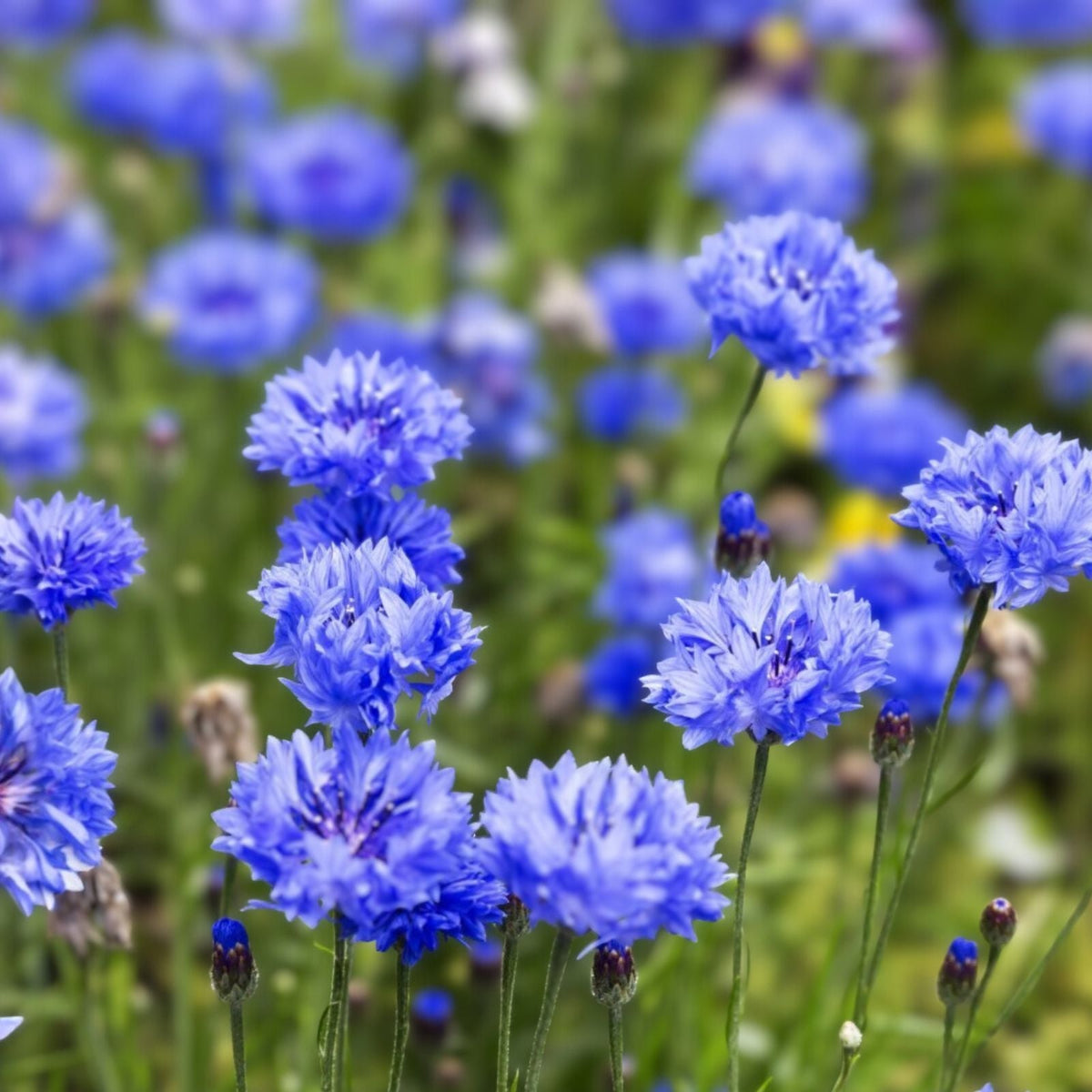 Dwarf Blue Bachelor Button Seeds - 100+ Centaurea cyanus Flower Seeds for Borders and Garden Planting