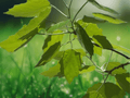 5 Seeds Bigtooth Aspen Tree Populus grandidentata Hardy Deciduous Shade Tree