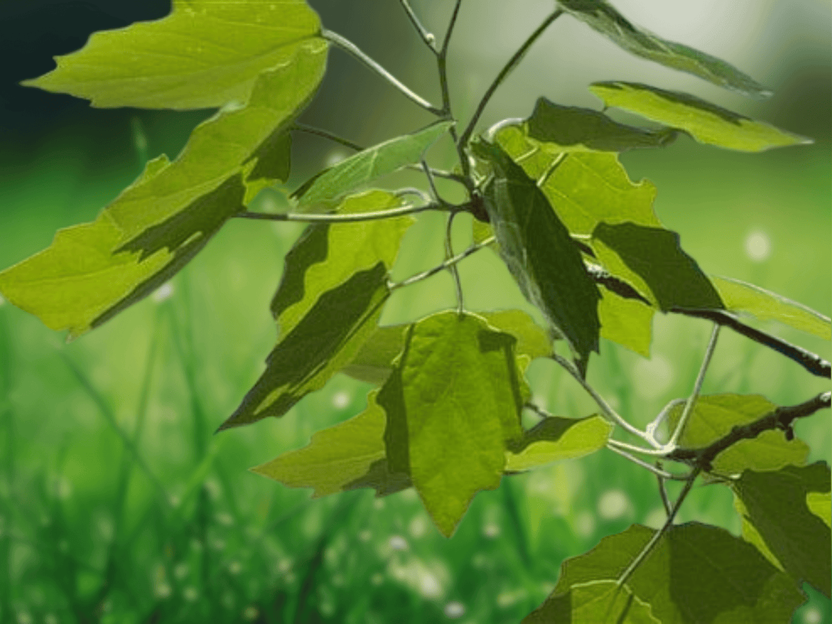5 Seeds Bigtooth Aspen Tree Populus grandidentata Hardy Deciduous Shade Tree