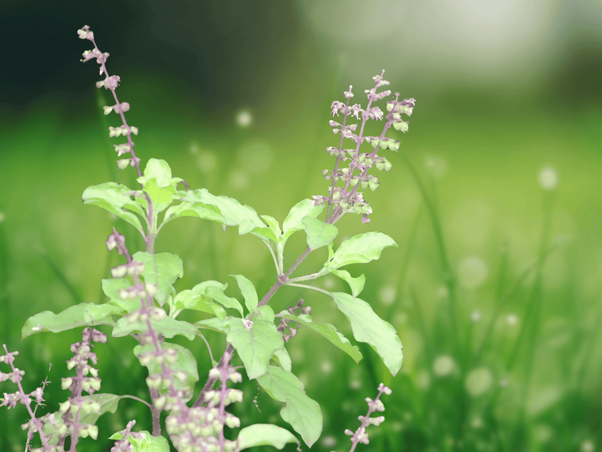 10 Seeds Holy Basil Tulsi Ocimum sanctum Aromatic Herb Culinary Ornamental