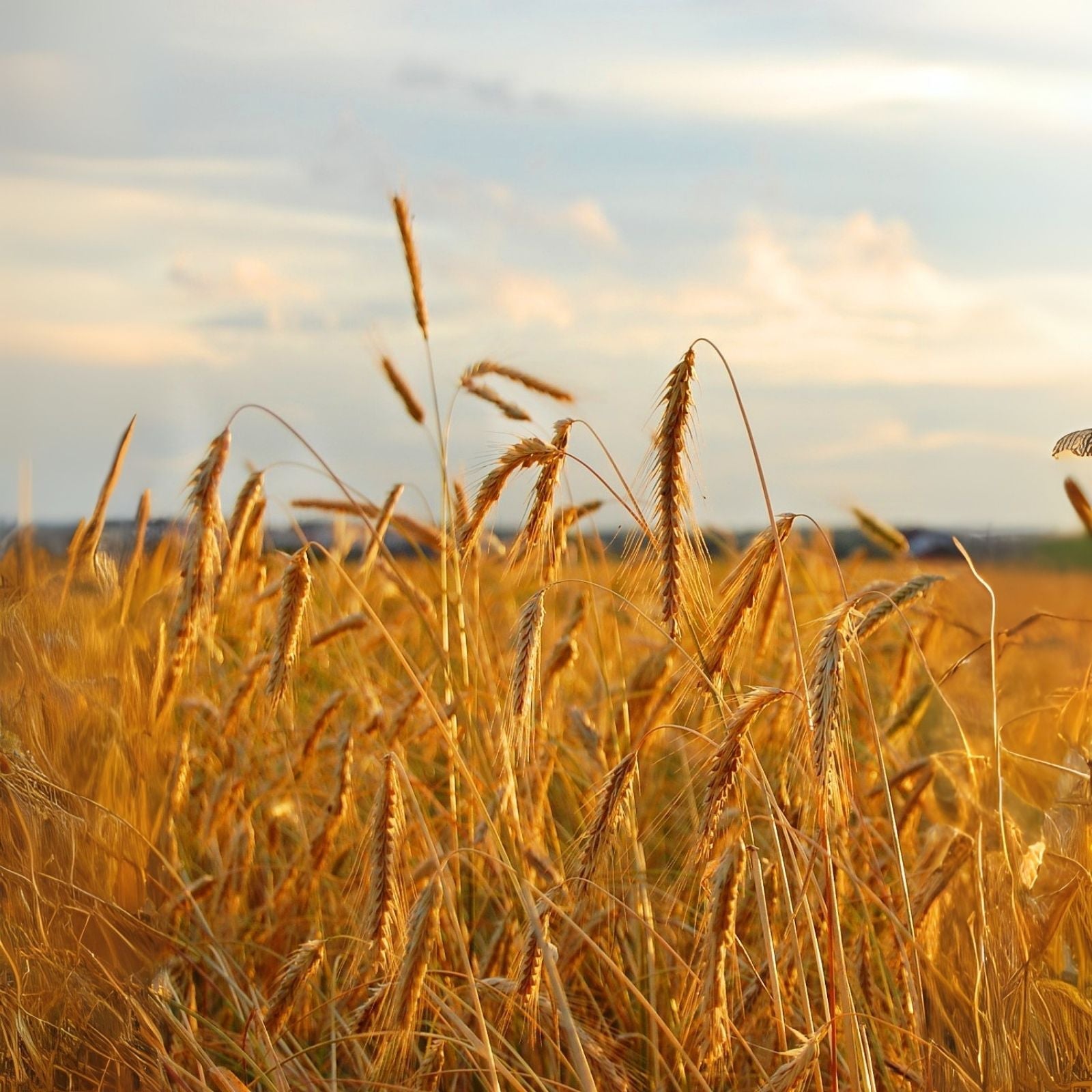 No-Till Winter Rye Cover Crop Seeds - 1,000 Non-GMO Seeds for Deer & Turkey - Secale cereale