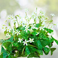 Green Shamrock Plant 4" Pot - Lucky Flowering Houseplant - Easy Care Oxalis triangularis