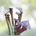 Sarracenia flava Rooted Division - Extreme Red Throat - Carnivorous Plant - Florida Native