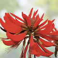 Kaffir Coral Tree Seeds 20 Pack - Erythrina variegata Tropical Flowering Tree Seeds for Planting