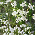Herb Garden Collection – Small Organic Heirloom Seeds – Basil, Parsley, Cilantro, Thyme, Oregano, Chives – Culinary Herb Seeds