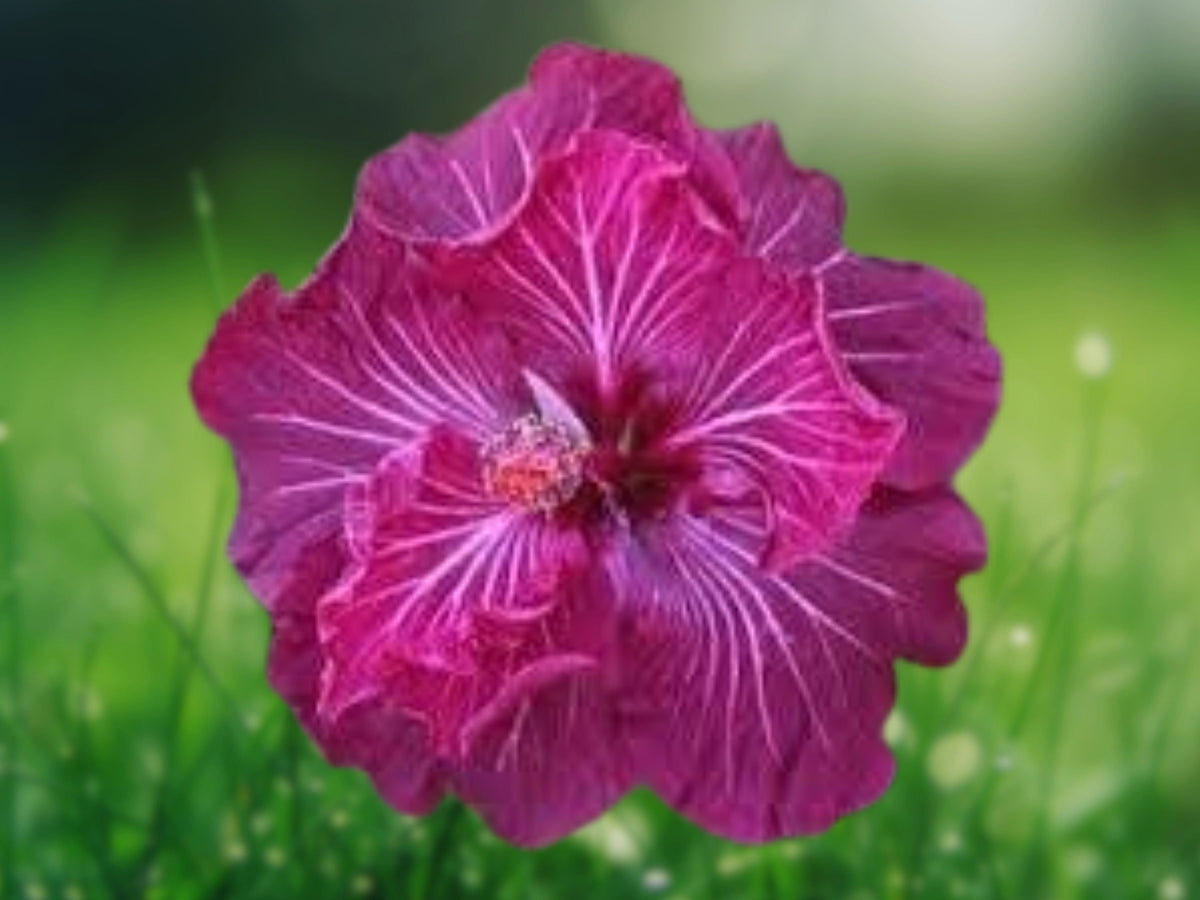 20 Seeds Double Dark Pink Hibiscus Perennial Fragrant Ruffled Blooms Attract Butterflies Easy Grow Patio