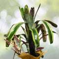 Bromeliad Plant 5" Aechmea Galaxy Rare Collector Tropical Green Foliage Reddish Orange Bloom