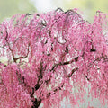 Weeping Yoshino Cherry Tree - 2.5" Pot - Pink Spring Blooms - Prunus x yedoensis - Live Plant