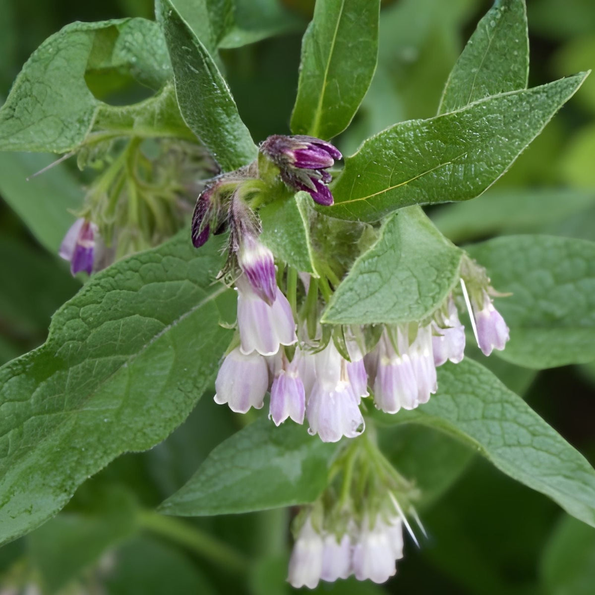 Russian Comfrey Root 5 Cuttings , Bocking 14 Organic Medicinal Plant, Herbal Rootstock for Gardening