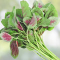 Green Chinese Spinach Seeds - 100 Count, Edible, Nutritious, Amaranthus viridis, Leafy Greens, Vegetable Seeds