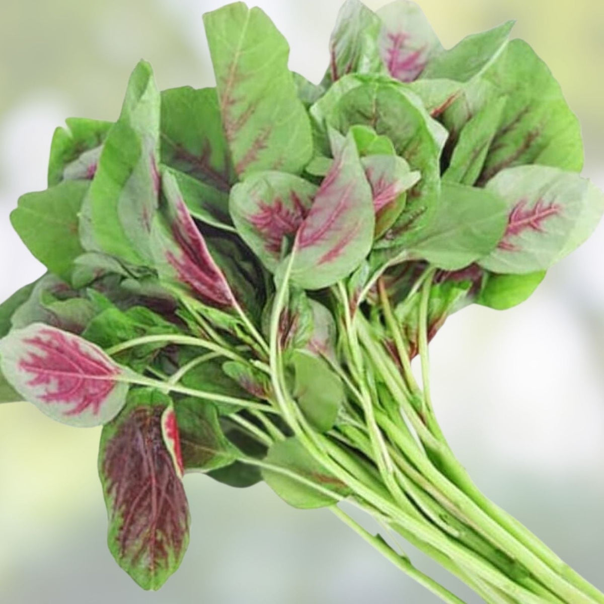 Green Chinese Spinach Seeds - 100 Count, Edible, Nutritious, Amaranthus viridis, Leafy Greens, Vegetable Seeds