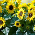 Dwarf Sunspot Sunflower Seeds | 50+ Exotic Flower Seeds | Helianthus annuus | Bright Yellow Blooms for Garden Planting