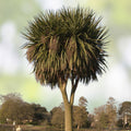 Cabbage Palm Tree Seeds 30 Count - Cordyline Australis - Tropical Garden, Landscape Planting, Ornamental Tree Seeds