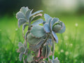 1 Live Plant Kalanchoe Fedtschenkoi Succulent Lavender Scallops 2 Inch Pot Bluish Green Trailing Starter Patio Indoor Decor