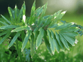 5 Seeds Wallichia oblongifolia Dwarf Wallich Himalayan Palm Hardy Clumping Palm