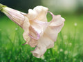 10 Seeds Chocolate Angel Trumpet Brugmansia Hybrid Brown Pink Double Blooms Fragrant Tropical Flower Tree