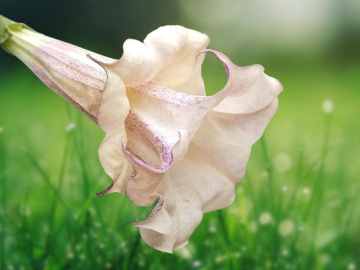 10 Seeds Chocolate Angel Trumpet Brugmansia Hybrid Brown Pink Double Blooms Fragrant Tropical Flower Tree