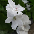 Tropical White Knight Vine Seeds - 20 Count - Night-Blooming, Moonlight Reflecting, Exotic Ipomoea alba Plant Seeds