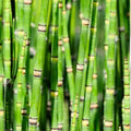 Dwarf Bamboo Plant Cuttings - Equisetum Horsetail Water Plant - Aquatic Garden Decor - Easy Care Indoor Outdoor