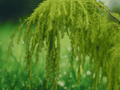 10 Seeds Weeping Temple Juniper Evergreen Conifer Tree Hardy Ornamental