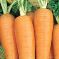 Non-GMO Heirloom Carrot Seeds - Organic Danvers Half Long - Daucus carota Vegetable Seeds for Gardening
