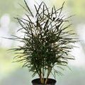 False Aralia Plant 5 Gallon Pot - Plerandra elegantissima - Tropical Indoor Foliage for Home and Garden Decor