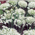 Garlic Chives Seeds 4oz - Allium tuberosum for Microgreens and Sprouting - Culinary Herb, Organic, Non-GMO