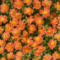 Orange Portulaca Plant in 6 in Pot | Drought-Tolerant Moss Rose Succulent | Portulaca oleracea