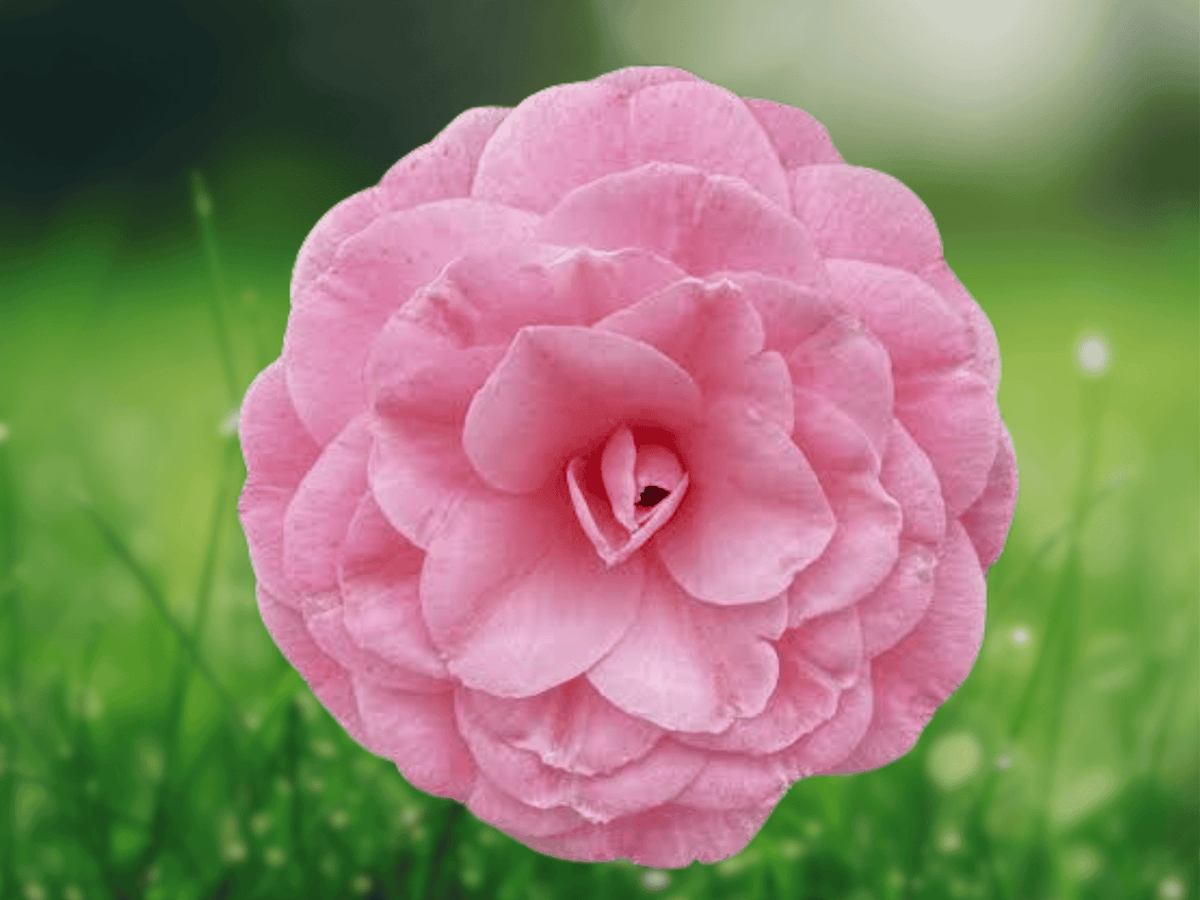 1 Live Plant Pink Perfection Camellia Japonica Starter Plant 4L