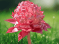 5 Seeds Alpinia nigra Ornamental Ginger Tropical Foliage Plant