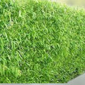 Hybrid Aussie Willow Trees 5 Pack - Fast Growing Privacy & Shade Trees - Salix x 'Aussie'