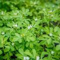Fenugreek Herb Seeds - 50+ Heirloom Seeds for Cooking and Gardening - Trigonella foenum-graecum