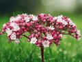 10 Seeds Viburnum macrophyllum Evergreen Shrub Ornamental Garden Plant