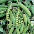 Early Alaska Pea Seeds 500+ Heirloom Non GMO Seeds Sweet Garden Variety (Pisum sativum)