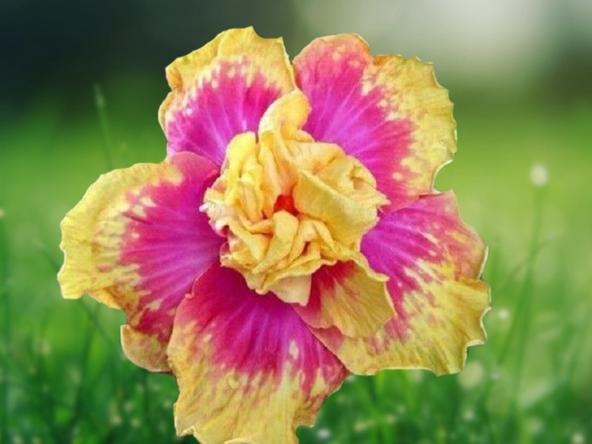 20 Seeds Hibiscus Hardy Tropical Perennial Ruffled Bicolor Double Pink Yellow Exotic Garden Plant