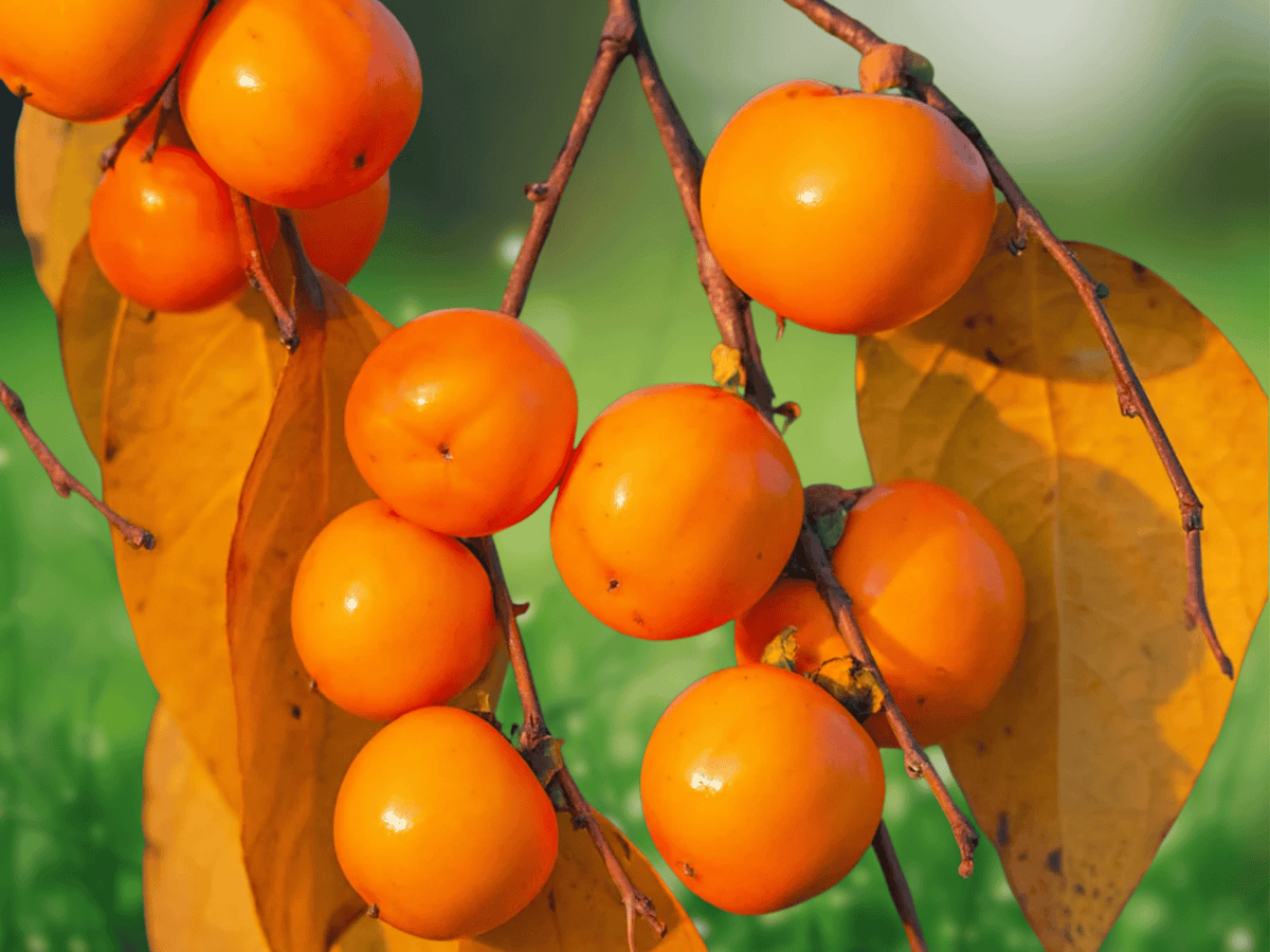1 Live Plant American Persimmon Tree Diospyros virginiana Fruit Tree