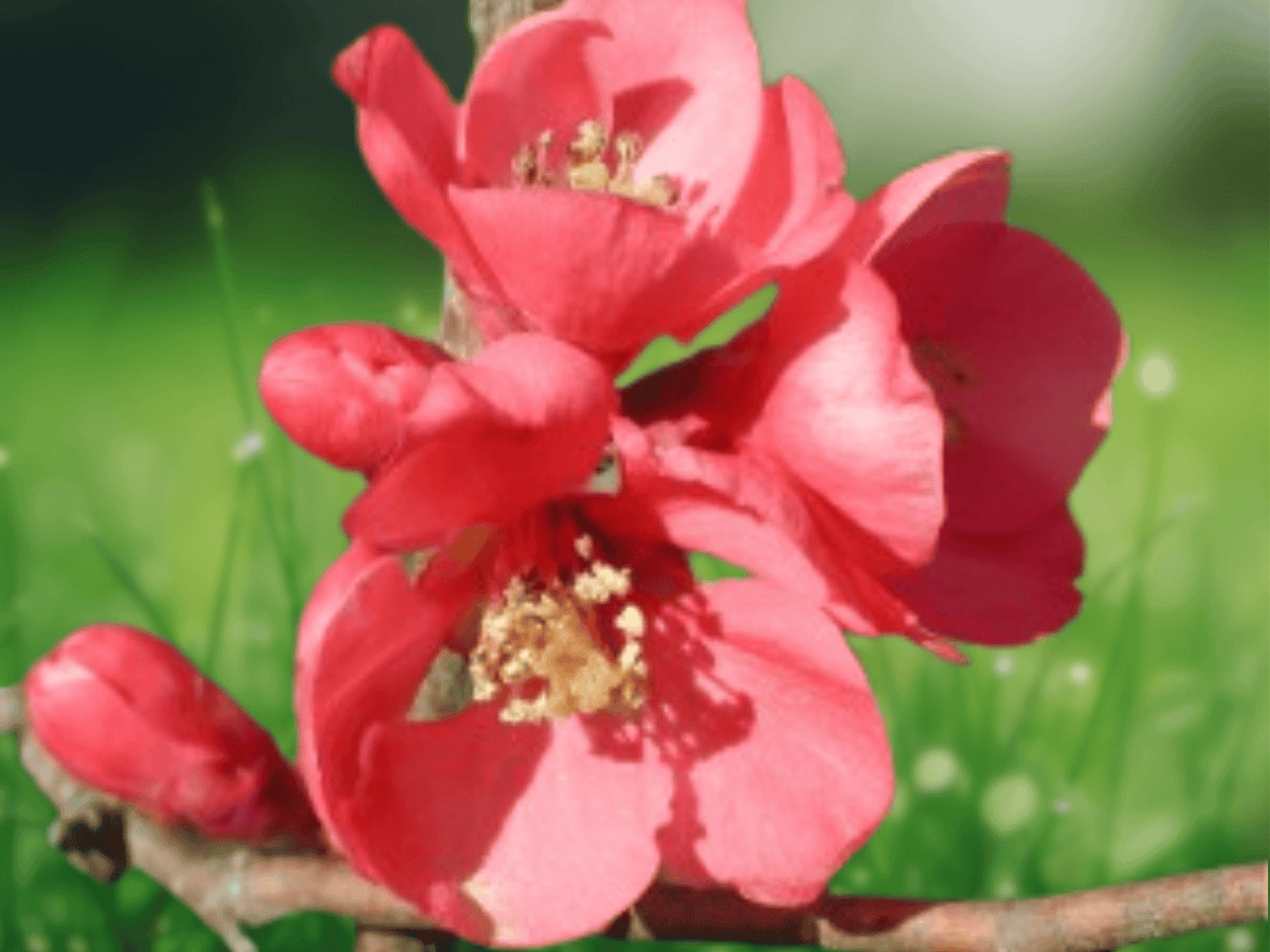 10 Seeds Flowering Quince (Chaenomeles speciosa) Deciduous Shrub