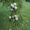 Bald Cypress Seeds for Planting, 10 Seeds, Exotic Tree Seeds, Taxodium distichum, Wetland Tree Seeds