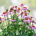 Purple Coneflower Seeds 1000 Pack Echinacea Purpurea Pollinator Plants for Gardens Beautiful Purple Flowers