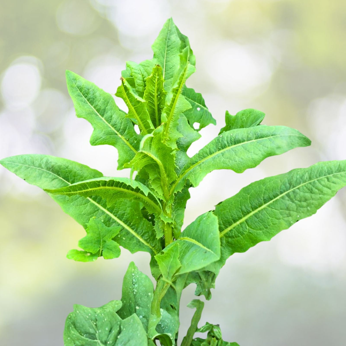 Wild Lettuce Plant Live Organic Pain Relief Lactuca Virosa USA