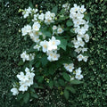 Sweet Mock Orange Cuttings - 10 Fresh Unrooted Cuttings for Rooting - Philadelphus coronarius - Garden Plant Propagation