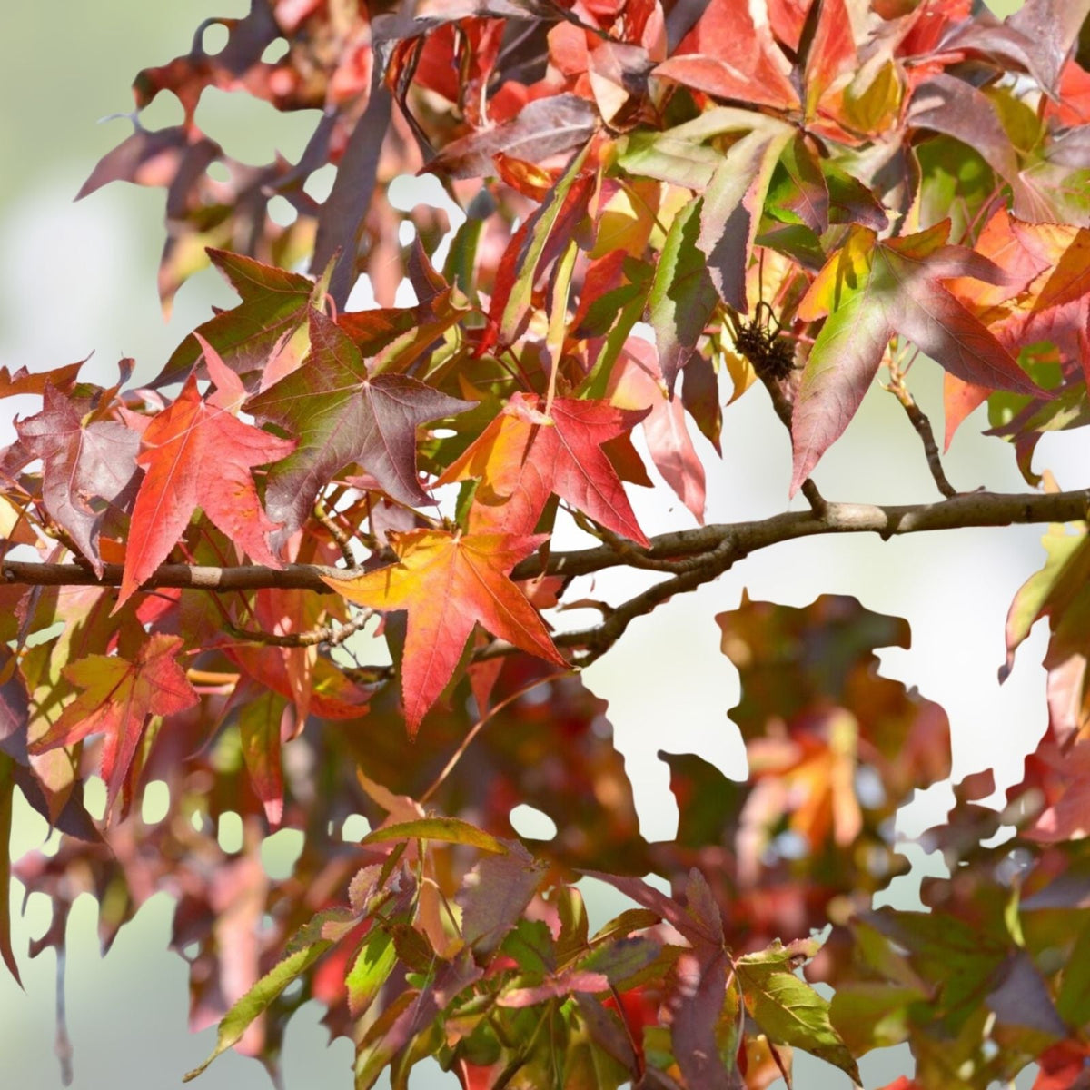 Sweet Gum Tree Seedlings 10" Rare Southern Alabama Liquidambar styraciflua 5-Pack Native Tree Plants