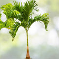 Tropical Christmas Palm Seeds 35 Pack Dwarf Royal Adonidia Merrillii Live Perennial Self-Pollinating Drought-Resistant