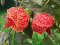 10 Seeds Flowering Maple Abutilon Pictum Ornamental Shrub