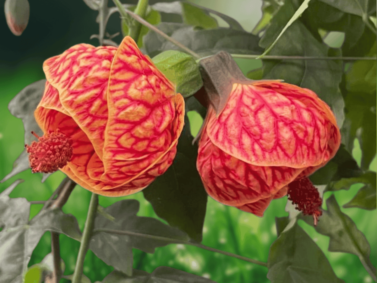 10 Seeds Flowering Maple Abutilon Pictum Ornamental Shrub