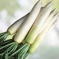 Radish Seeds 1000 Pack Japanese Minowase Daikon Heirloom Non-GMO Raphanus sativus for Gardening, Vegetable Seeds