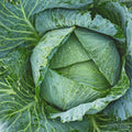 Cabbage Seeds 50 Pack - Early Jersey Wakefield Heirloom Non-GMO Brassica oleracea Vegetable Seed